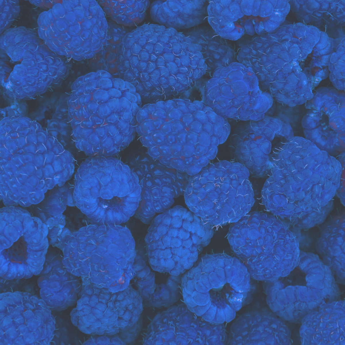 BLUE RASPBERRY 2GO Sticks - Sugar Free Drink Mix with Natural Colors and Flavors: 10 Pack - Great for Loaded Tea Kits